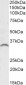 Goat Anti-GDF15 Antibody